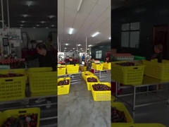 폴리에스테르 봉사